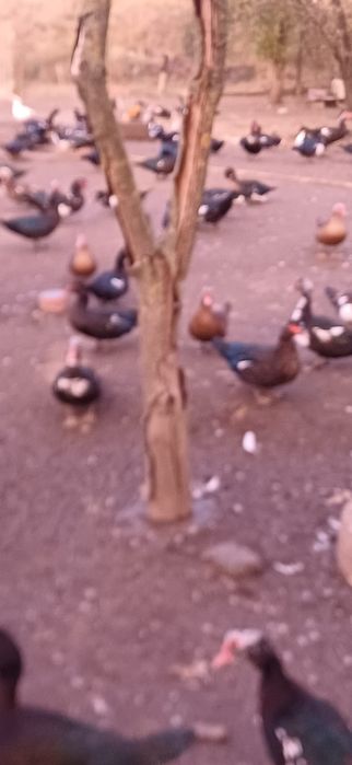 Rate mute de vinzare