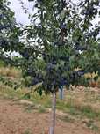Vând prune din zona Arges