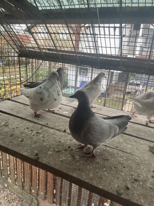 Porumbei texani de vanzare