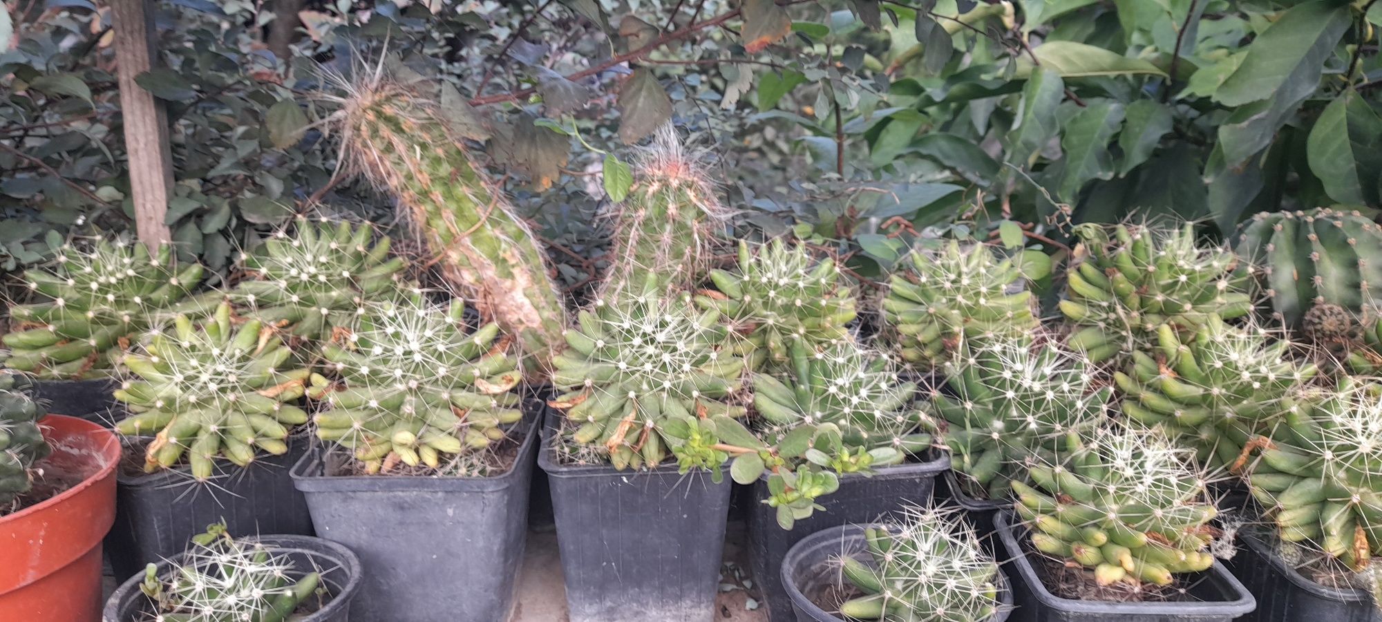 Vand Cactusi si alte flori