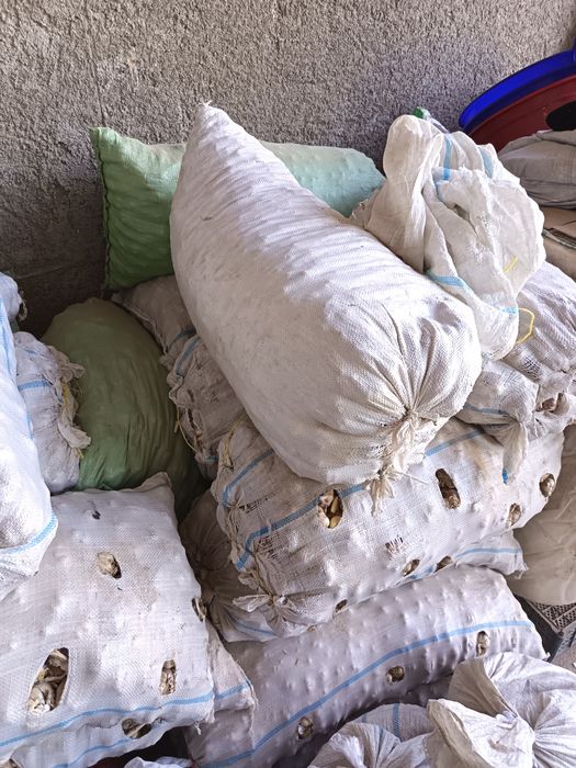 Yaxshi may oyidagi hosil yaxshi chesnok