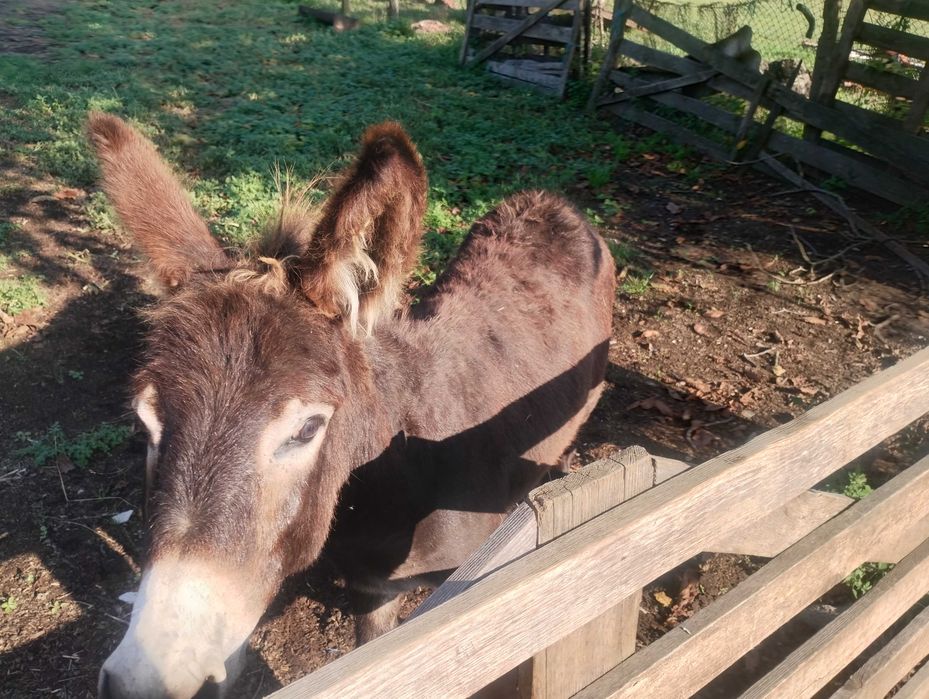 Măgar 1 an de vânzare