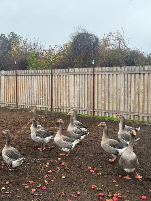 Продавам млади гъски