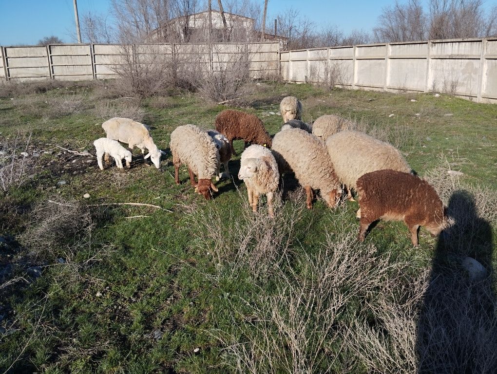 Қозды қой келісім бар 70-90 аралығында  Балпық би де тұр қызықтырса,,