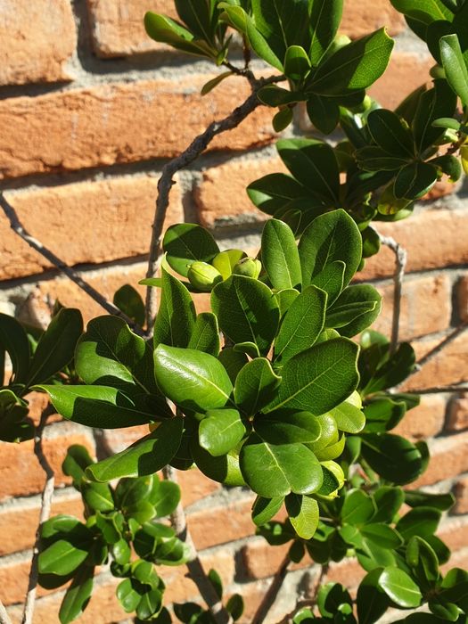 Vand trandafirul desertului