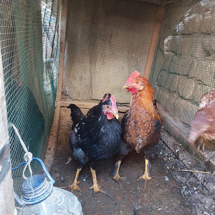 Tovuqlar sotiladi xoroz