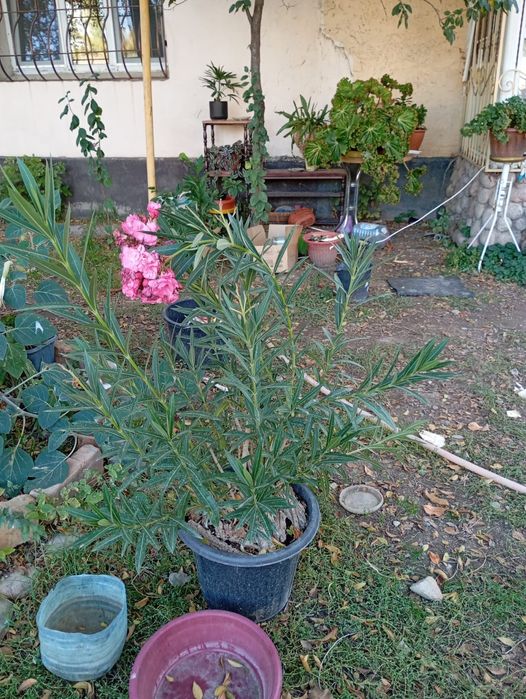 Олеандр белый и розовый