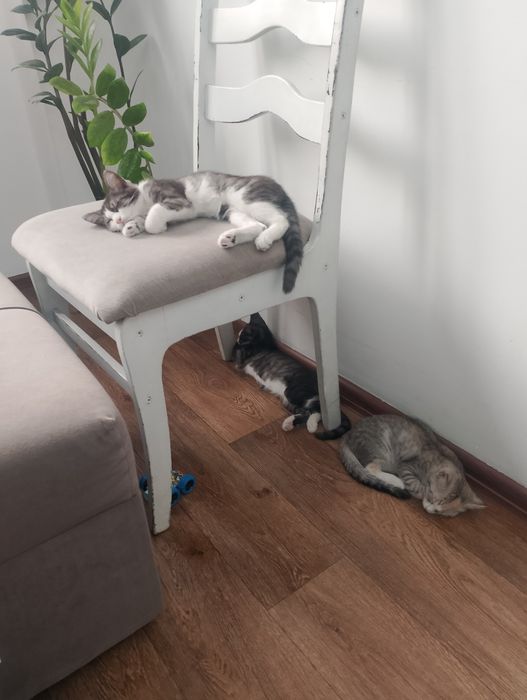 Котята без вредных привычек