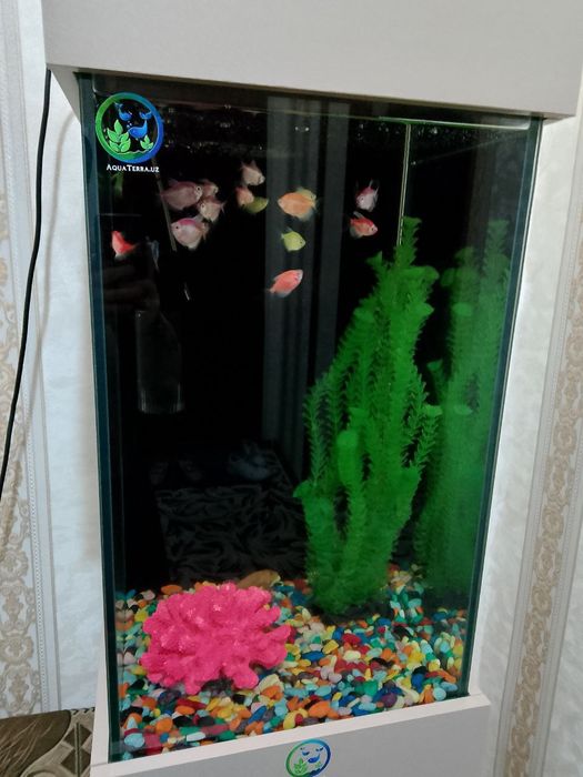 Akuarim sotiladi ichidigilari bilan