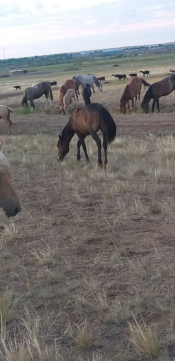 Продам или обменяю лошодей на джип или пикап