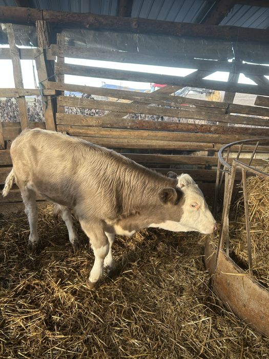 Vand vitei mai multe detali la numarul de telefon