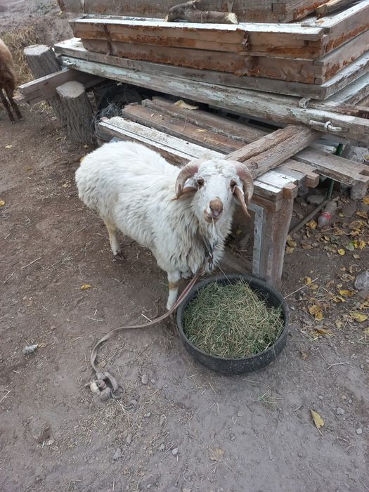 Кучкорла сотилади