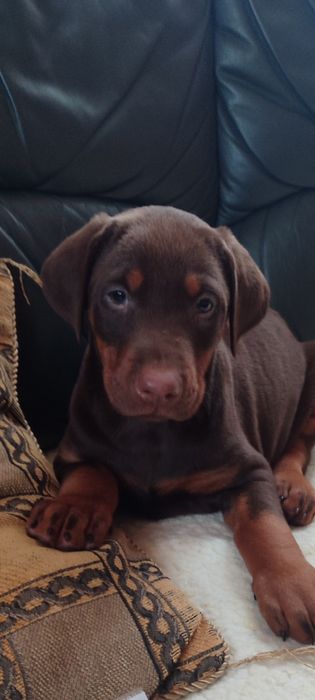 Продавам  цветни  родословни добермани