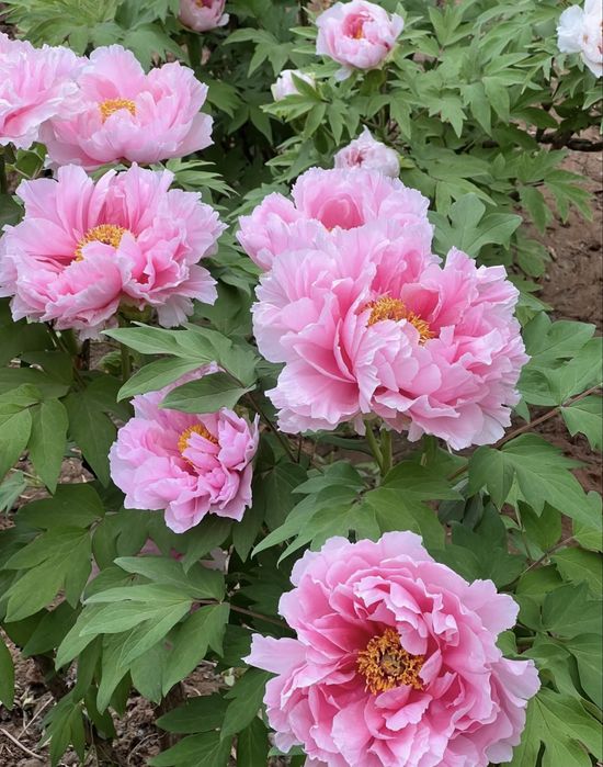 semințe de bujori -20 de semințe