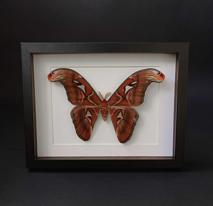 Истинска пеперуда в рамка , Уникален подарък , Препарирани пеперуди