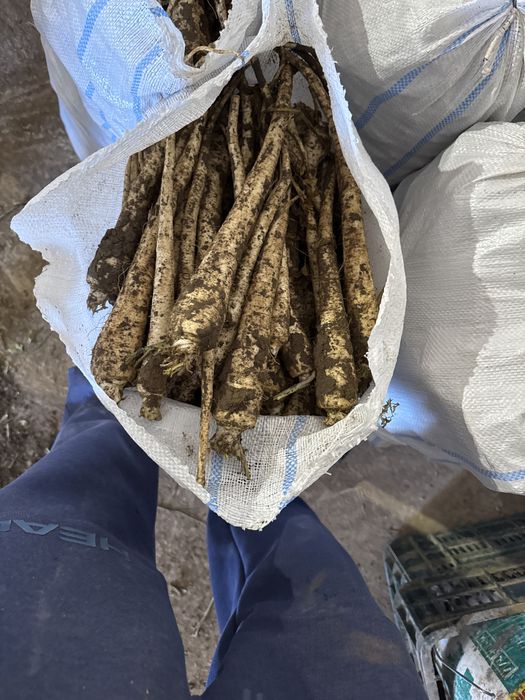 Legume si cereala de vanzare