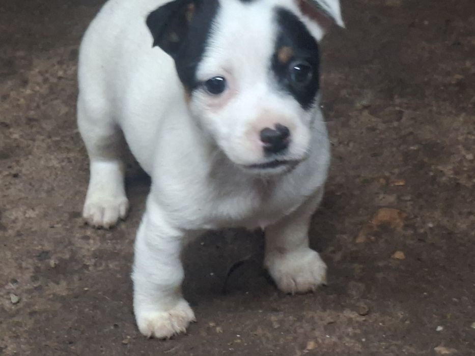 Джак ръсел териер