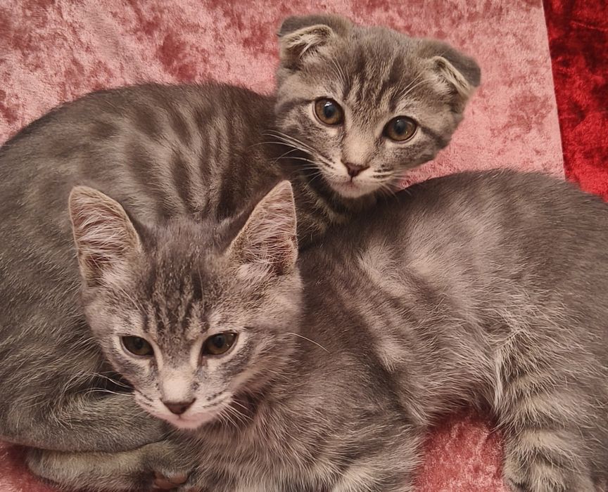 Отдам двух котят в хорошие руки