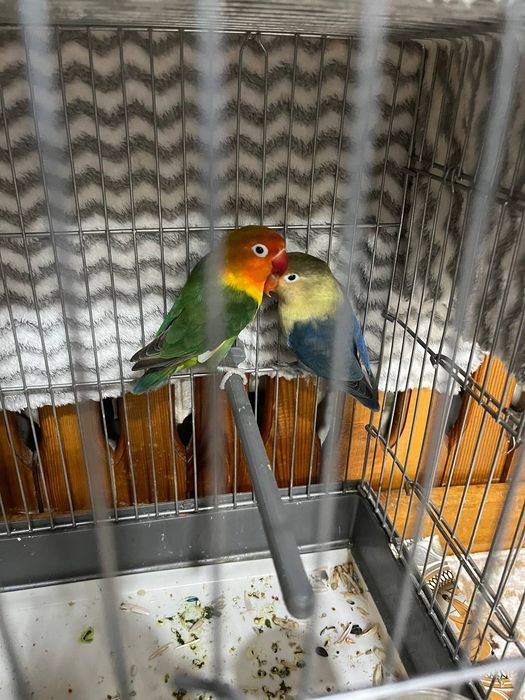 Qushlar bor juda aqilli