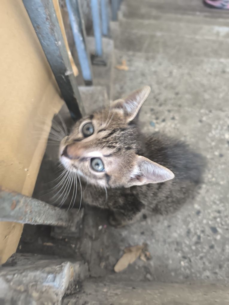 Котета търсят дом