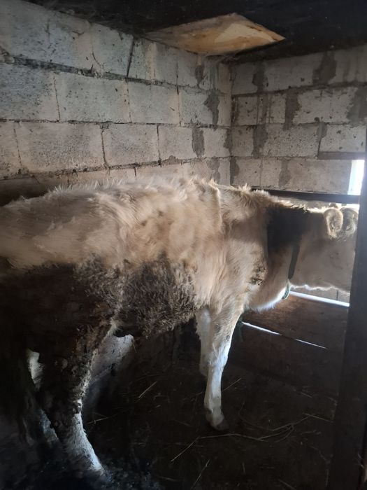 Продам телку 8 мес подсос