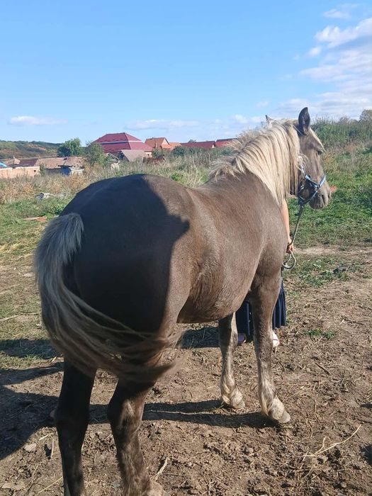 Vand manza de 1an si 2 luni