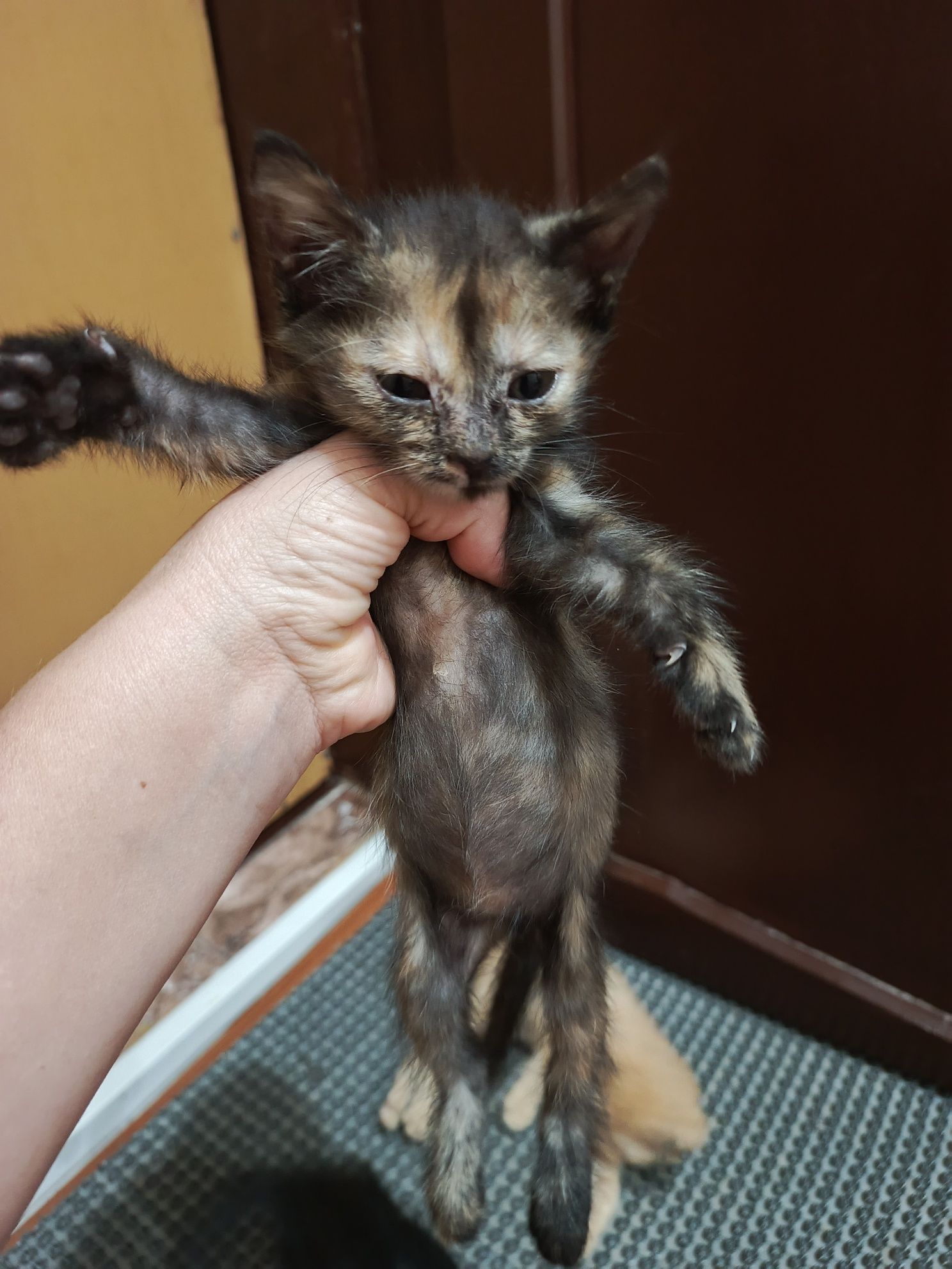 Котят подкинули,срочно