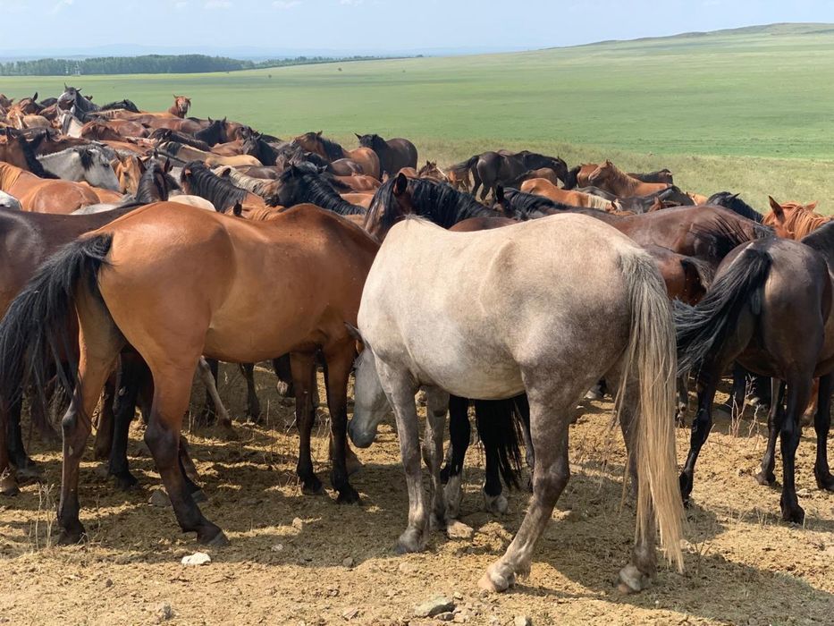 Жылқылар ( айғыр,биелер,жабағы,құлындар)