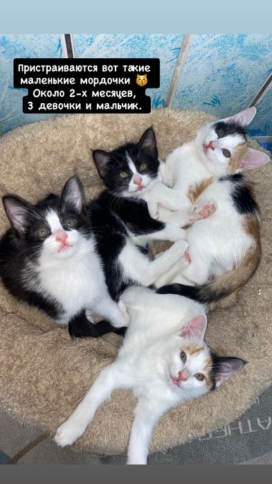 Котята ищут любящую семью