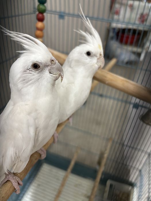 Vand pereche de nimfe