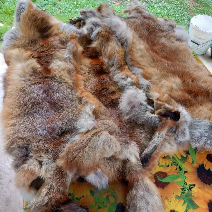 Pei de vulpe atgasite