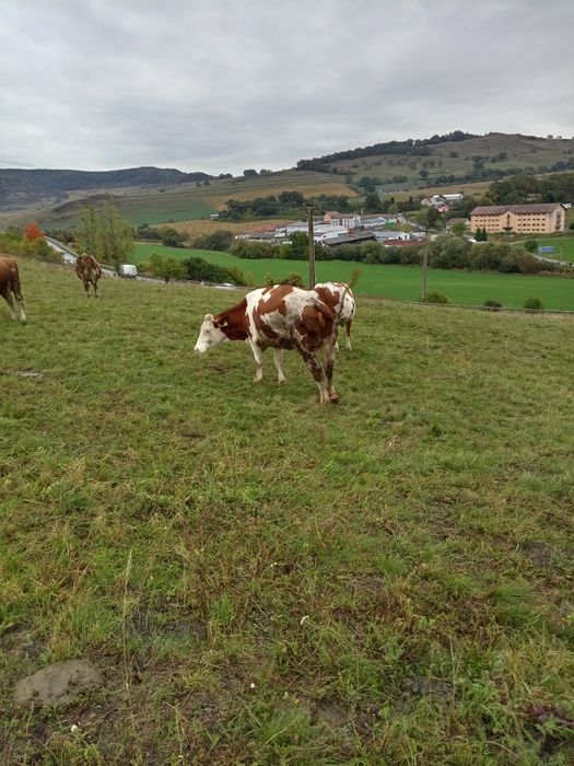 Vaci bălțată Româneascâ