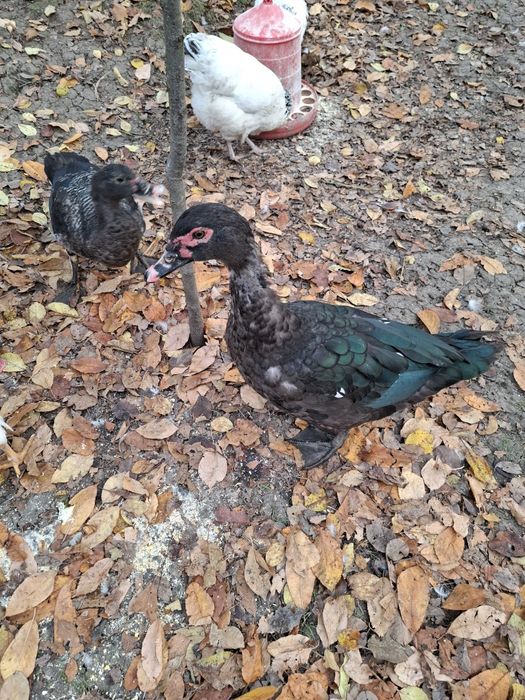 Rățoi Mut din 2025