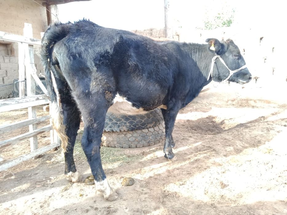 Буаз сиыр сатылады.