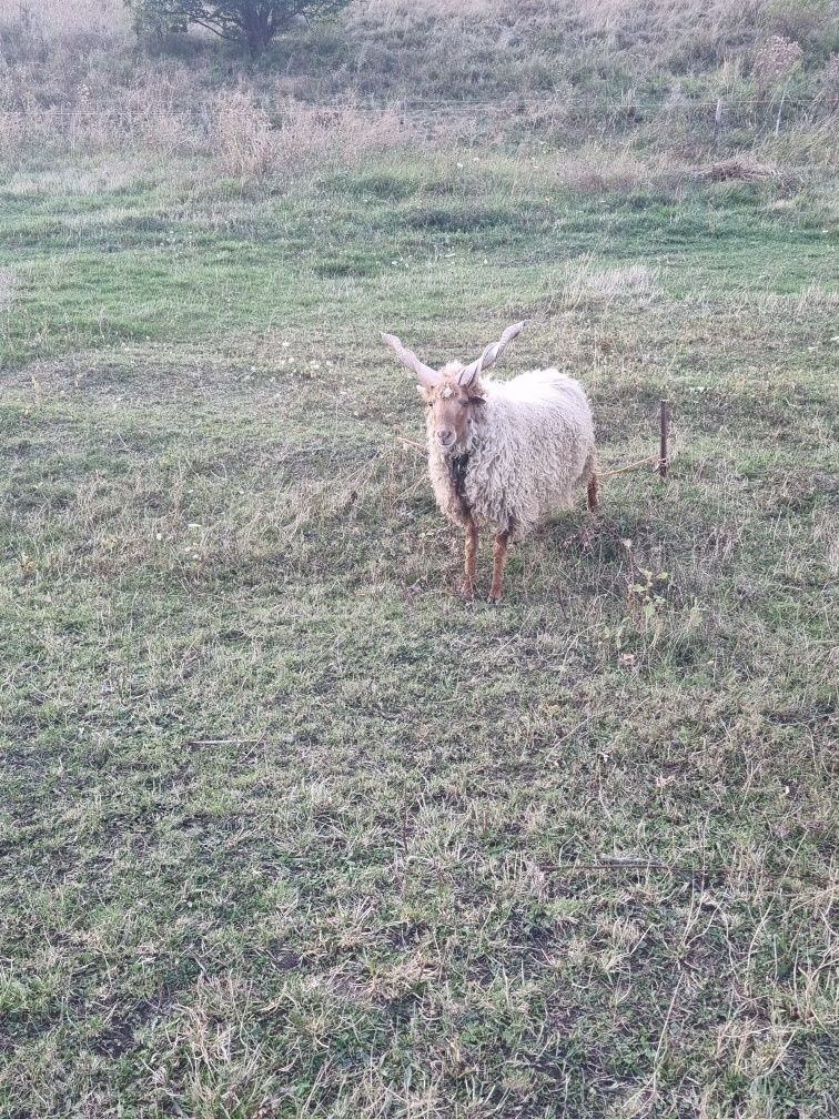 Vand berbec Rațca 3 ani, sau schimb cu alte animale sau pasari.