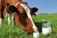 Домашнее молоко сут 300 литр