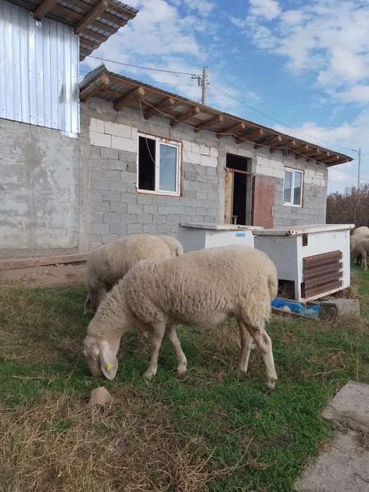 Oi și mieluțe bergamasca