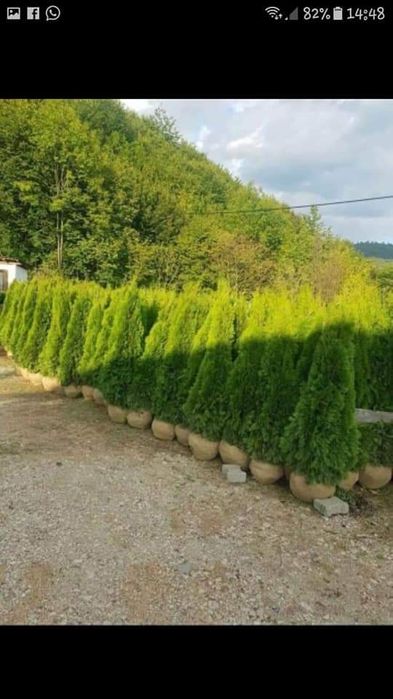 Tuia smarald columna braband Lelandy spirale pon pon fotinia