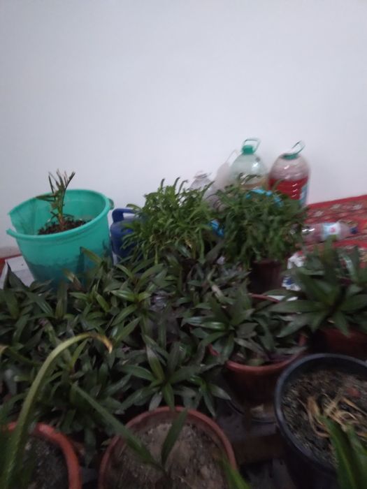 Tabby òģitlar blan parvarishlangan xona gullari