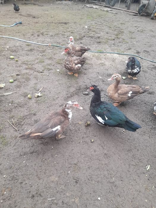 Vând rațe leșești