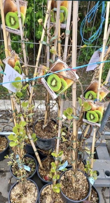 Kiwi actinidia delocioasa autofertili