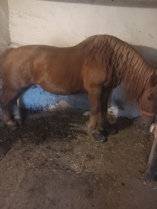 Vand iapa de 8 ani !