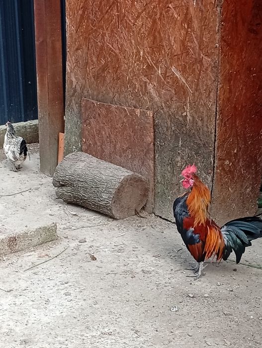 Găinușe pitice..