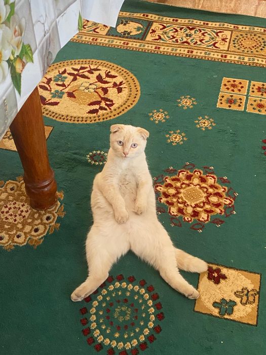 Шотландский веслоухи