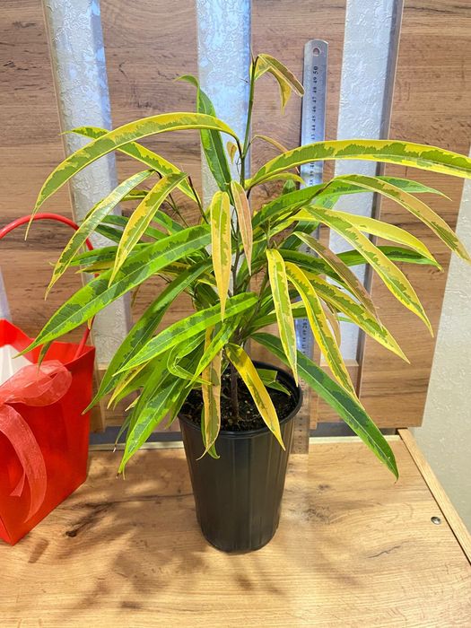 Фикус Али вариегатный