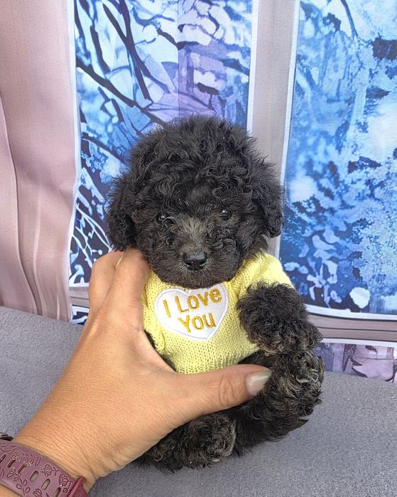 Резервирани!Пудел той сиви с документ за произход