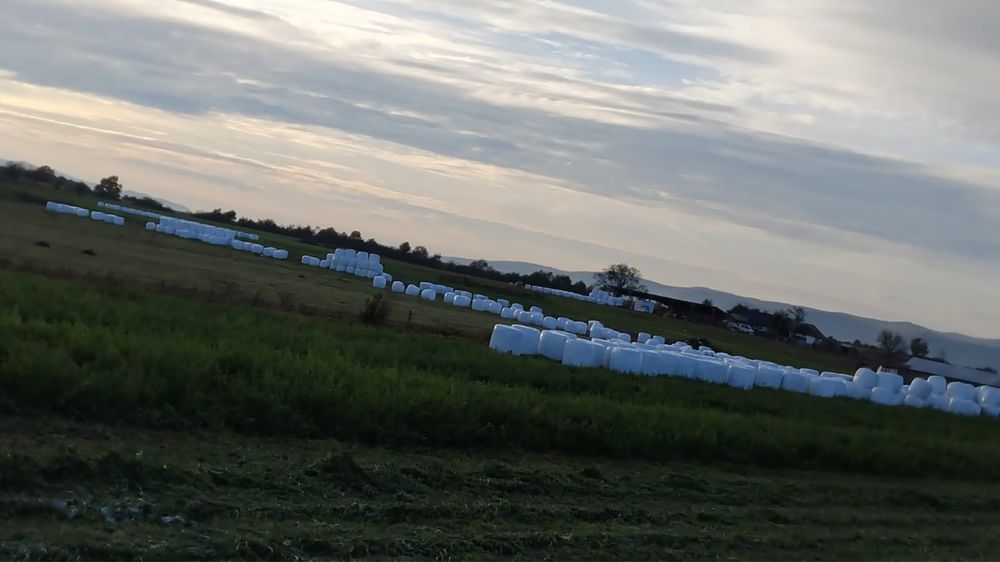 Vand baloti de lucerna infoliati