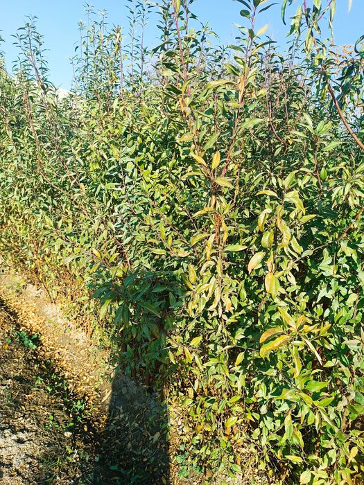 Ikki yillik bodom kuchatlari sotiladi