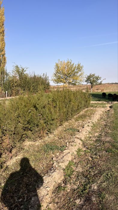 Туя 1,5 м время пересадки меркенски раен