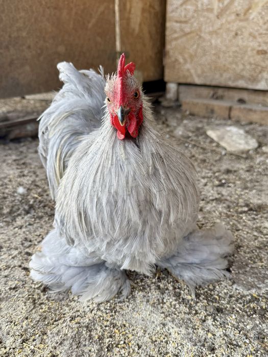 Cocos Cochinchina pitic lavanda